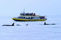 Whale Watching, Vancouver Island Whale Watching, Vancouver Island